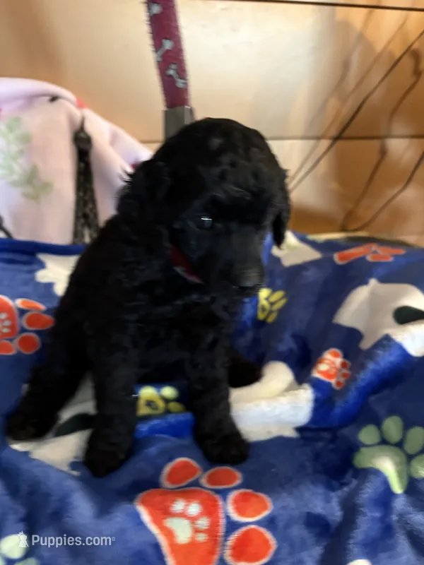 Waylon  – Poodle - Miniature  puppy for sale in Pine City, MN