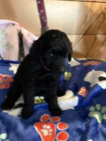 Waylon , a male Poodle - Miniature  for sale in Pine City, MN – 1 of 10