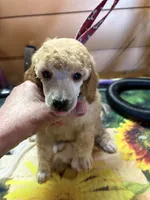Walter, a male Poodle - Miniature  for sale in Pine City, MN – 4 of 8