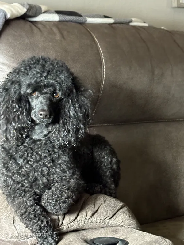 Elvira – Poodle - Miniature  puppy on hold in Pine City, MN