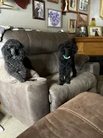 Elvira, a female Poodle - Miniature  for sale in Pine City, MN – 3 of 3