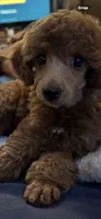 Pearl , a female Poodle - Miniature  for sale in Pine City, MN – 2 of 4