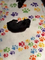 Gomez, a male Poodle - Miniature  for sale in Pine City, MN – 2 of 2