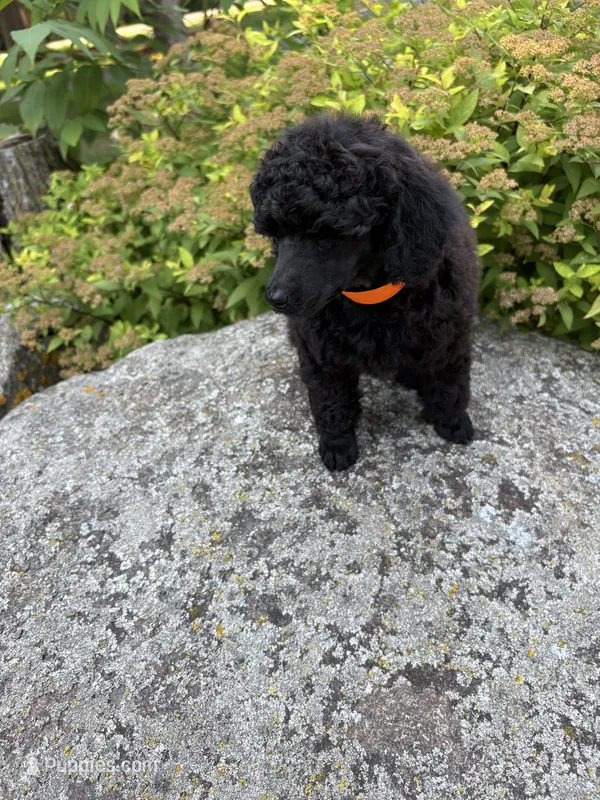 Dandy – Poodle - Miniature  puppy for sale in Pine City, MN