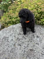 Dandy, a male Poodle - Miniature  for sale in Pine City, MN – 1 of 8