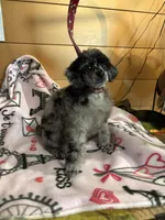 Matilda, a female Poodle - Miniature  for sale in Pine City, MN – 7 of 7