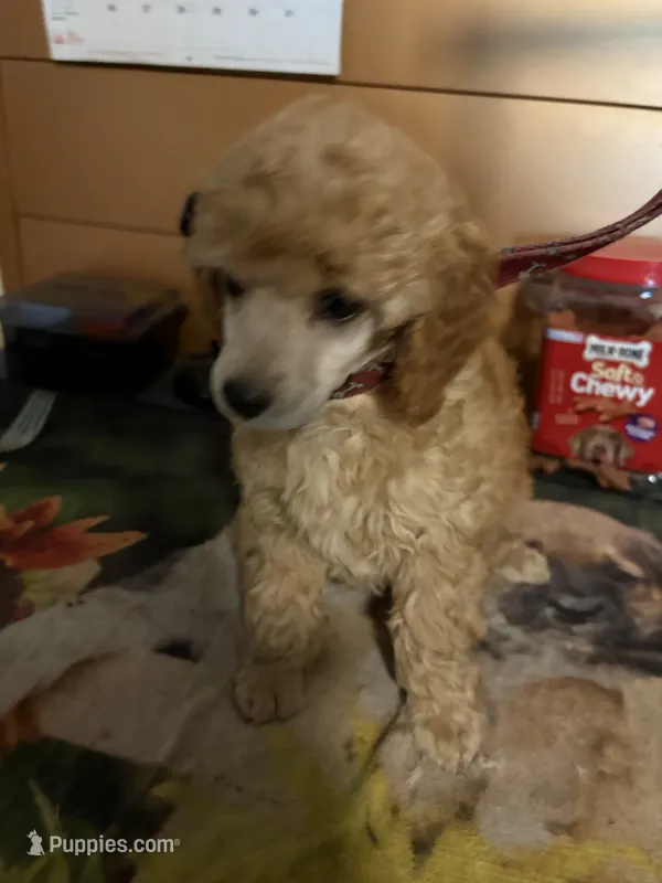 Dusty – Poodle - Miniature  puppy for sale in Pine City, MN