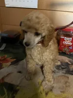 Dusty, a male Poodle - Miniature  for sale in Pine City, MN – 1 of 4