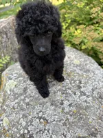 Lola, a female Poodle - Miniature  for sale in Pine City, MN – 8 of 8