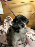 Matilda, a female Poodle - Miniature  for sale in Pine City, MN – 6 of 7