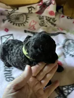 Luna , a male Poodle - Miniature  for sale in Pine City, MN – 4 of 4