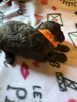 Lydia, a female Poodle - Miniature  for sale in Pine City, MN – 3 of 6
