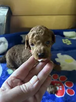 Dodge, a male Poodle - Miniature  for sale in Pine City, MN – 4 of 6
