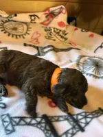 Lydia, a female Poodle - Miniature  for sale in Pine City, MN – 6 of 6