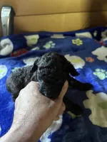 Dandy, a male Poodle - Miniature  for sale in Pine City, MN – 2 of 7