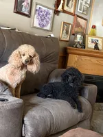 Elvira, a female Poodle - Miniature  for sale in Pine City, MN – 2 of 3