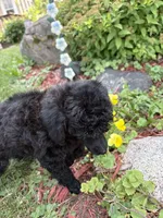 Luna , a female Poodle - Miniature  for sale in Pine City, MN – 6 of 8