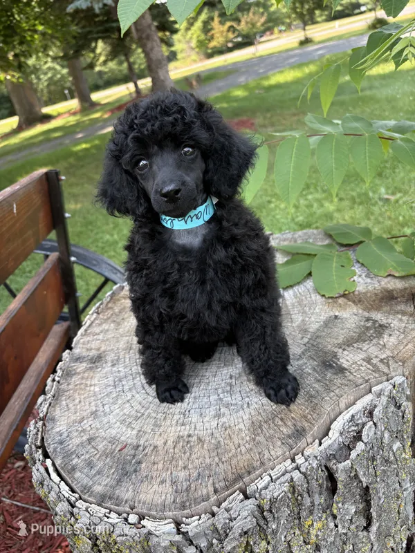Waylon  – Poodle - Miniature  puppy for sale in Pine City, MN