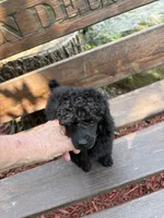 Lola, a female Poodle - Miniature  for sale in Pine City, MN – 3 of 8
