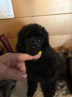 Lola, a female Poodle - Miniature  for sale in Pine City, MN – 5 of 8