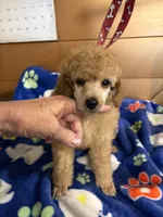 Sam, a male Poodle - Miniature  for sale in Pine City, MN – 7 of 7