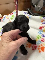 Daisy, a female Poodle - Miniature  for sale in Pine City, MN – 4 of 6