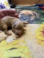 Sam, a male Poodle - Miniature  for sale in Pine City, MN – 2 of 5