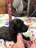 Daisy, a female Poodle - Miniature  for sale in Pine City, MN – 5 of 6