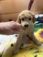 Sam, a male Poodle - Miniature  for sale in Pine City, MN – 6 of 7
