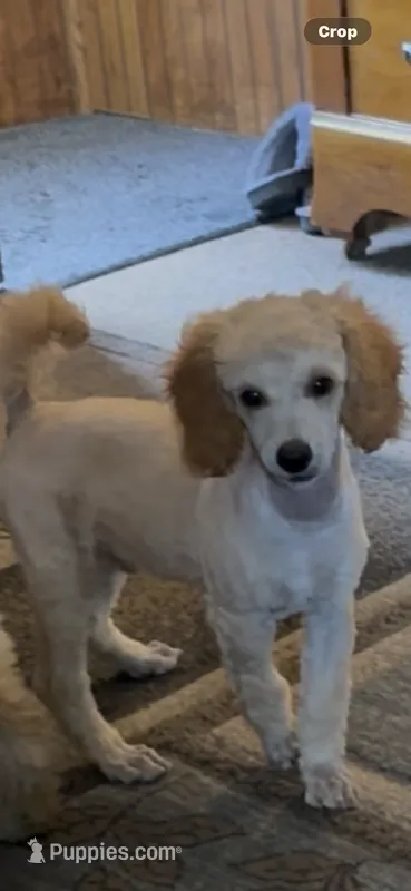 Walter – Poodle - Miniature  puppy for sale in Pine City, MN