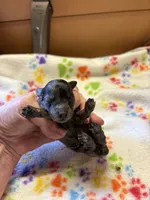 Matilda, a female Poodle - Miniature  for sale in Pine City, MN – 3 of 9