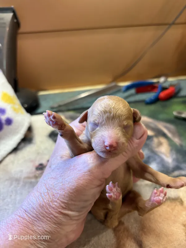 Sam – Poodle - Miniature  puppy for sale in Pine City, MN