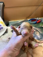 Sam, a male Poodle - Miniature  for sale in Pine City, MN – 1 of 5