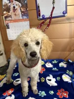 Clyde, a male Poodle - Miniature  for sale in Pine City, MN – 8 of 8