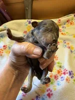Miss kitty, a female Poodle - Miniature  for sale in Pine City, MN – 6 of 6