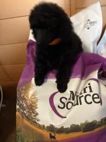 Dandy, a male Poodle - Miniature  for sale in Pine City, MN – 5 of 8