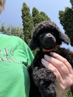 Dandy, a male Poodle - Miniature  for sale in Pine City, MN – 2 of 8