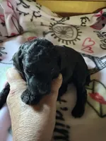 Lola, a male Poodle - Miniature  for sale in Pine City, MN – 2 of 6