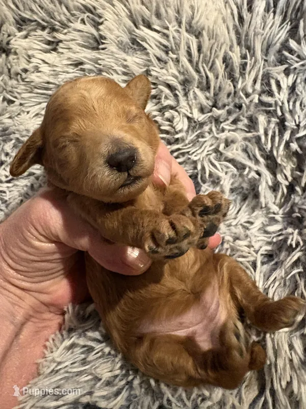 Miss kitty – Poodle - Miniature  puppy on hold in Pine City, MN