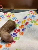 Miss kitty, a female Poodle - Miniature  for sale in Pine City, MN – Photo 4 of 7