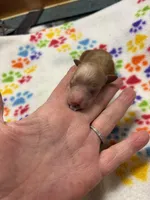 Miss kitty, a female Poodle - Miniature  for sale in Pine City, MN – Photo 3 of 7