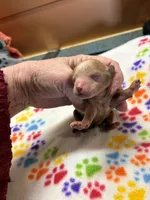 Miss kitty, a female Poodle - Miniature  for sale in Pine City, MN – Photo 6 of 7