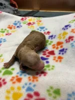 Miss kitty, a female Poodle - Miniature  for sale in Pine City, MN – Photo 5 of 7