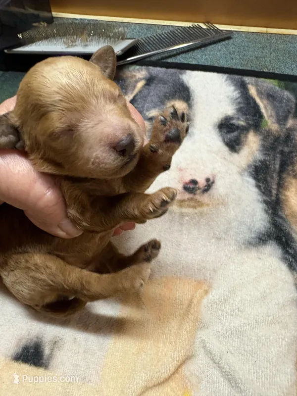 Miss kitty – Poodle - Miniature  puppy for sale in Pine City, MN