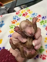 Miss kitty, a female Poodle - Miniature  for sale in Pine City, MN – Photo 2 of 7