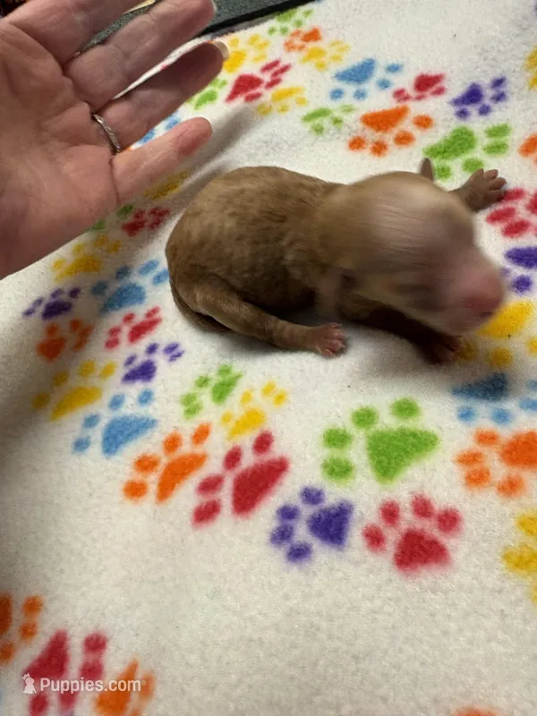 Miss kitty – Poodle - Miniature  puppy for sale in Pine City, MN