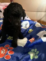 Waylon , a male Poodle - Miniature  for sale in Pine City, MN – 5 of 10