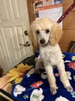 Clyde, a male Poodle - Miniature  for sale in Pine City, MN – 3 of 8
