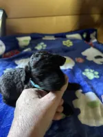 Dandy, a male Poodle - Miniature  for sale in Pine City, MN – 6 of 7
