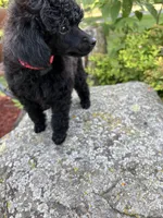 Luna , a female Poodle - Miniature  for sale in Pine City, MN – 8 of 8